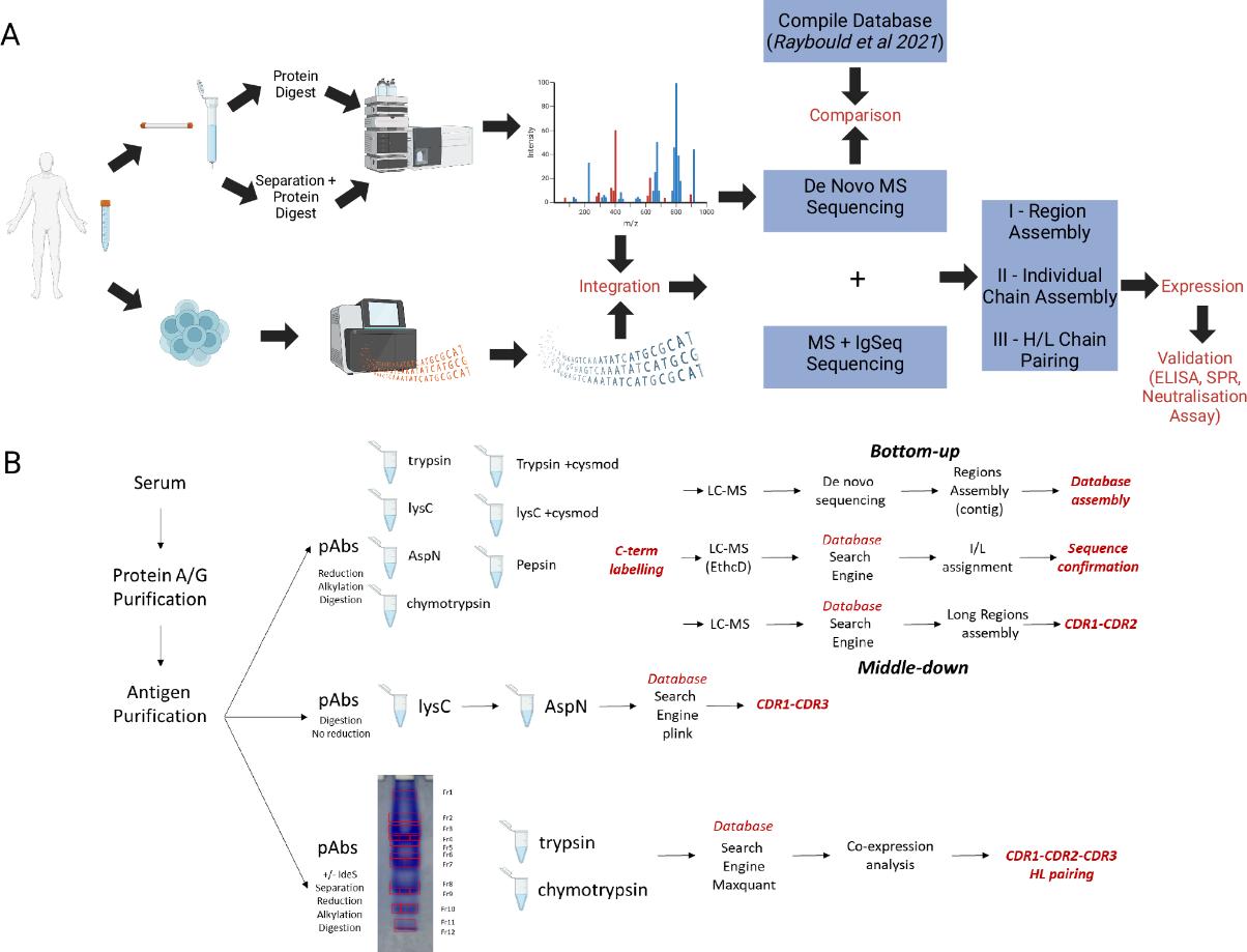 From Workflow to Data: A Practical Guide to Antibody Sequencing